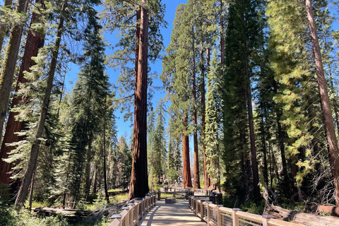 Yosemite, Séquoias géants, visite privée depuis San FranciscoYosemite privé, séquoias géants, depuis San Francisco