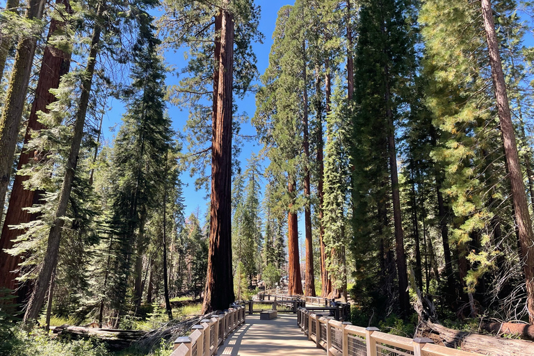 Yosemite, Séquoias géants, visite privée depuis San FranciscoYosemite privé, séquoias géants, depuis San Francisco