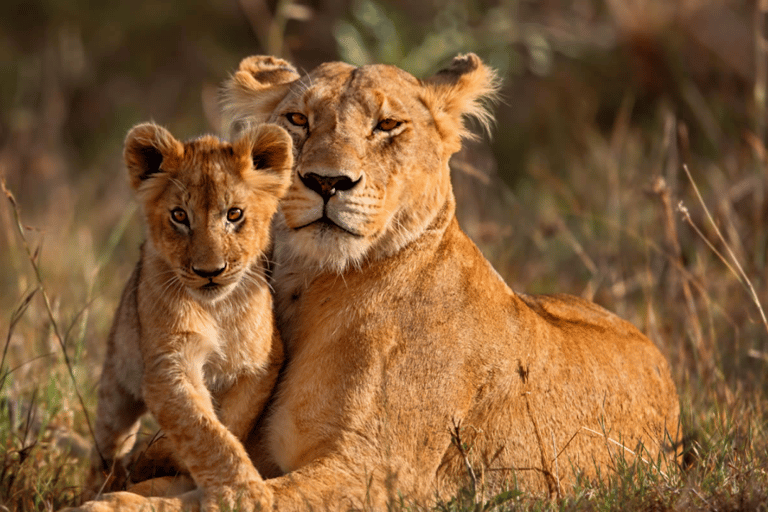 Tanzania: 8-Day Safari Tour with Accommodation