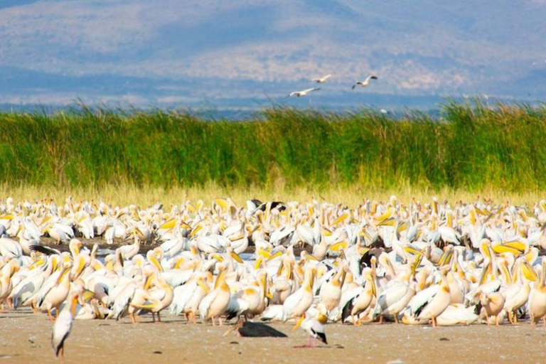 Arusha: Safári a pé pelo parque nacional com almoço