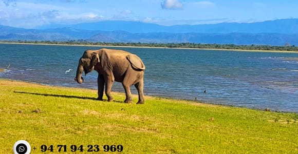 Udawalawe safari: From Ella & Transfer to Tangalle, Mirissa, Galle