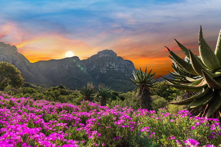 Kapsztad: bilet wstępu do ogrodu botanicznego Kirstenbosch