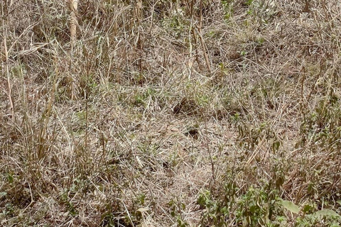 Nairobi National Park Evening and Sundowner Game Drive
