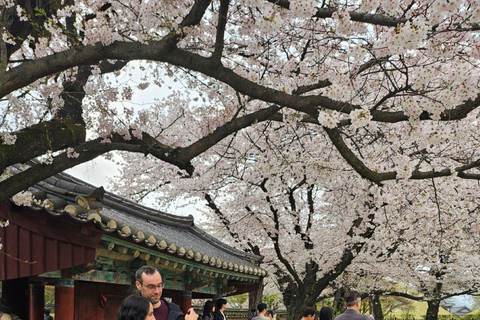 Gyeongju: UNESCO & Heritage Private Custom Tour w/guide
