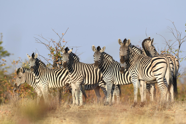 From Victoria Falls: Hwange Overnight Camping Safari