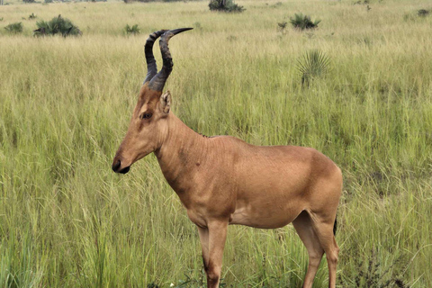 Uganda: 3-Day Murchison Falls & Kibale Chimpanzee Trekking