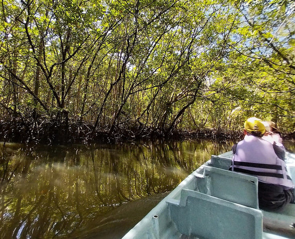 Bintan Tour Mangrove or Fireflies