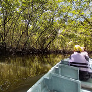 Bintan Mangrove or Firefly Tour