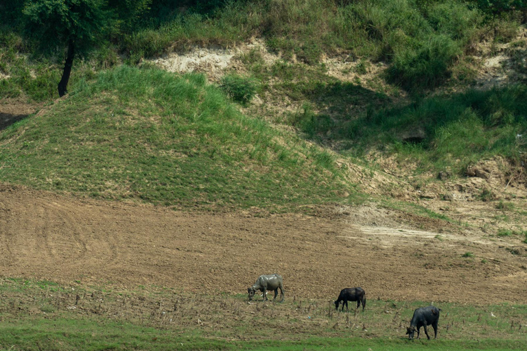 From Agra: Day Trip to Chambal River Safari with Lunch