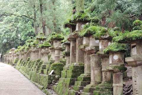 奈良：雾霭中与鹿共行的神圣晨间漫步奈良：雾中与鹿共行的神圣晨间漫步