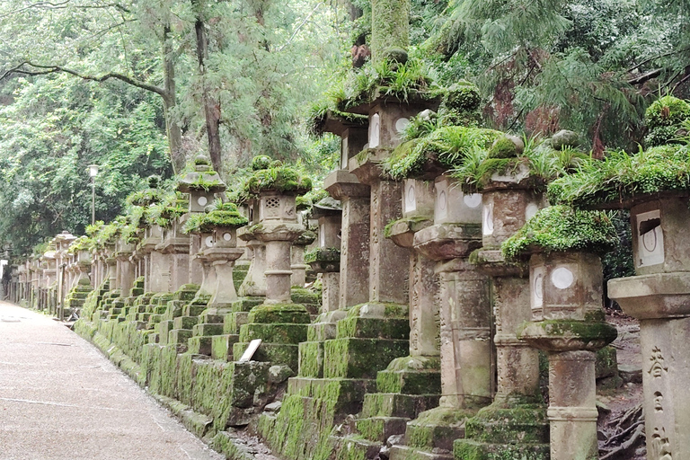 奈良：雾霭中与鹿共行的神圣晨间漫步奈良：雾中与鹿共行的神圣晨间漫步
