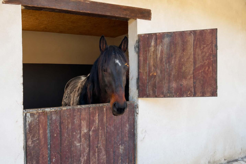 Ride Through Nature – Horse Tour Near Tirana & Durres