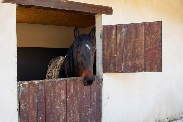 Ride Through Nature – Horse Tour Near Tirana & Durres