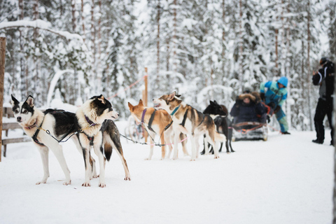 Levi: Visita a uma quinta de huskies e renas com mota de neve