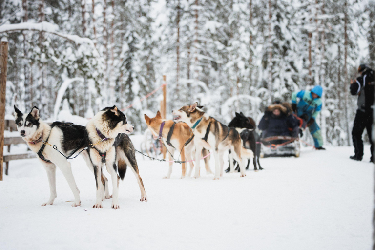 Levi: Visita a uma quinta de huskies e renas com mota de neve