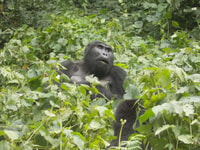 3 giorni Bwindi Gorilla trekking - Hizvo