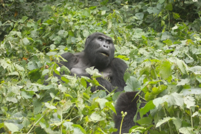 3 Tage Bwindi Gorilla Trekking
