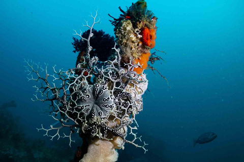 Inmersión en Ciudad del Cabo: 2 inmersiones para buceadores certificados