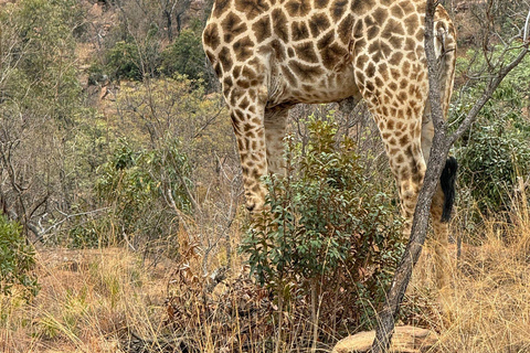 Tour safari di 5 giorni e 4 notti a Madikwe e Pilanersbeg