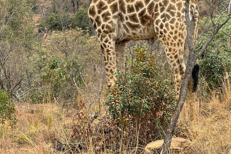 5 dagar 4 kvällar Safari Tour i Madikwe och Pilanersbeg