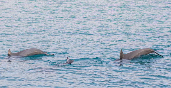 Phuket: Maiton, Korallen und Racha Island Schnorchelausflug