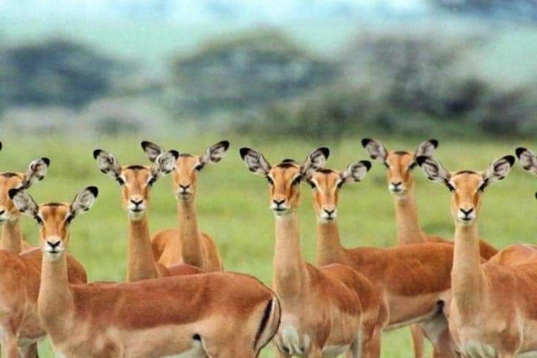 Day Trip Safari from zanzibar to mikumi using ferry and car