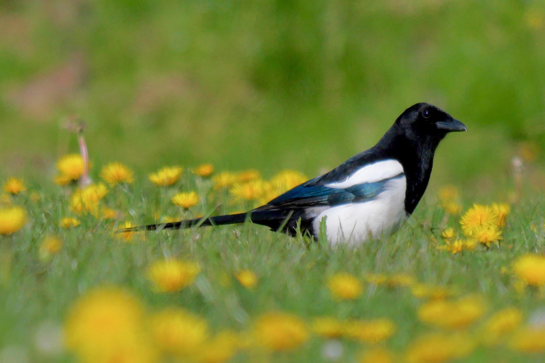 May 2025 Denmark: Birding Tour with Skagen Fuglefestival