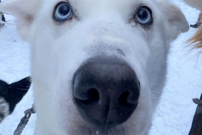 Levi: 5 Km Husky Sledding Ride in Levi