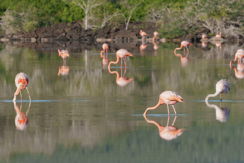 Floreana: Descubre la Primera Isla Habitada de las Galápagos