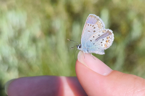 Forest Bathing & Mindfulness Nature Retreat from Tallinn