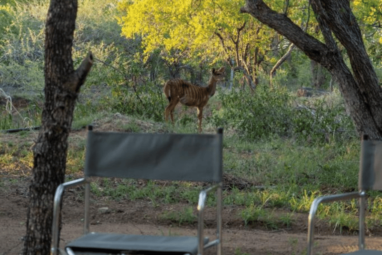 4 Day Budget Kruger Glamping Safari