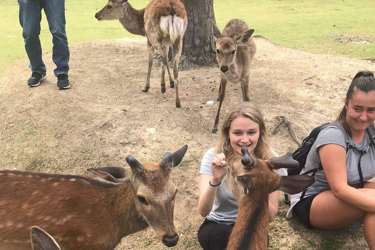 Nara Gardens and Temples Private Guided Tour with Transport