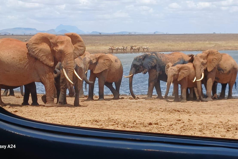 Watamu/Malindi: 2-Day Tsavo East Safari