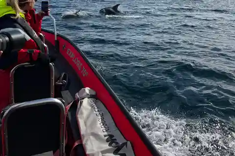 Skjervøy: Birds and Wildlife of Arctic Norway
