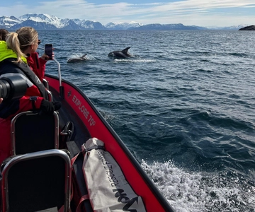Skjervøy: Birds and Wildlife of Arctic Norway