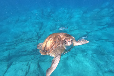 Tenerife: Kayak Safari with Dolphins, Turtles, Snorkeling, & Photos Included Tenerife: Kayak Safari with Dolphins and Turtles, Cave, and Photos Included