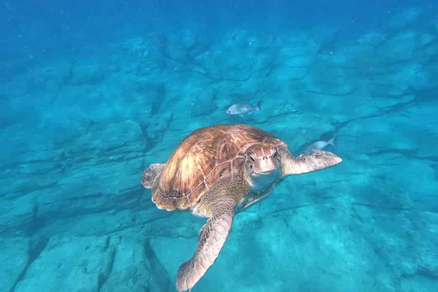 Teneriffa: Kajak-Safari mit Delfinen, Schildkröten, Schnorcheln und Fotos inklusive. Foto: GetYourGuide Teneriffa: Kajak-Safari mit Delfinen, Schildkröten, Schnorcheln und Fotos inklusive. Foto: GetYourGuide