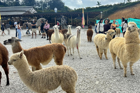 Tour Guatapé con visita a Granja de las Llamas y las Alpacas