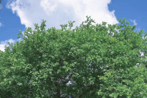 Lijiang：Yulong Snow Mountain Yakniuping Cableway Day Tour Yak Ping Cableway + Blue Moon Valley