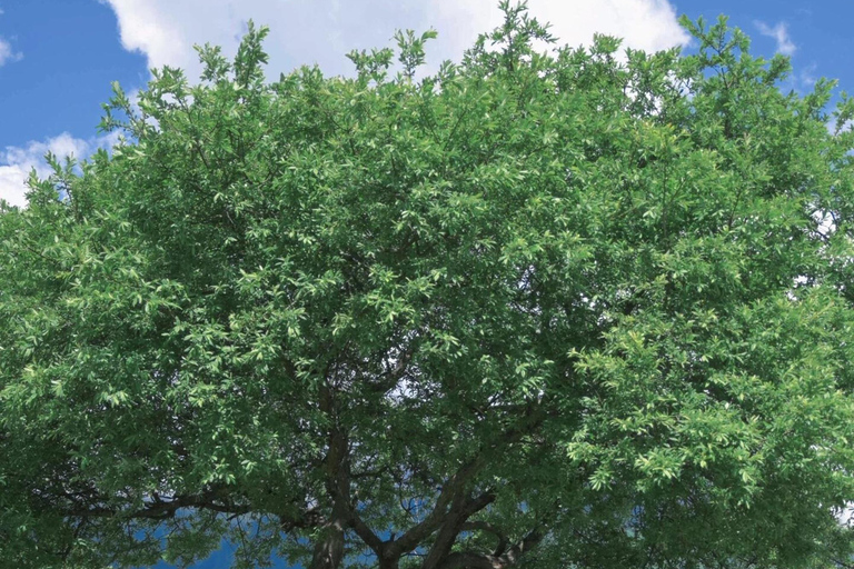 Lijiang：Yulong Snow Mountain Yakniuping Cableway Day Tour Yak Ping Cableway + Blue Moon Valley