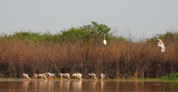 Siem Reap Nature & Cultural Safari Cycling Adventure