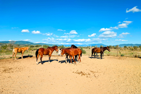 From Tbilisi: Guided Horseback Riding Tour with Transfer 1-Hour Horseback Riding with Round-Trip Transfer