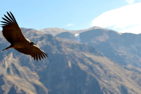 Arequipa: Colca Valley and Condor Viewpoint 2 Days/1 Night