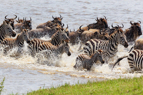 4 jours Parc national du Masai Mara en groupe Camping économique