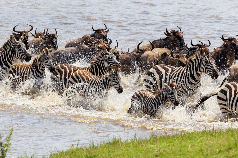 4 jours Parc national du Masai Mara en groupe Camping économique