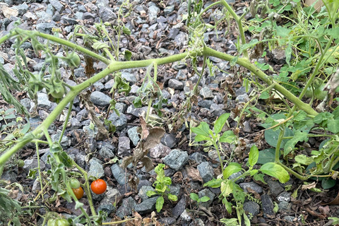 TAGAYTAY :Coffee Experience Amadeo Farm Tour & Tasting