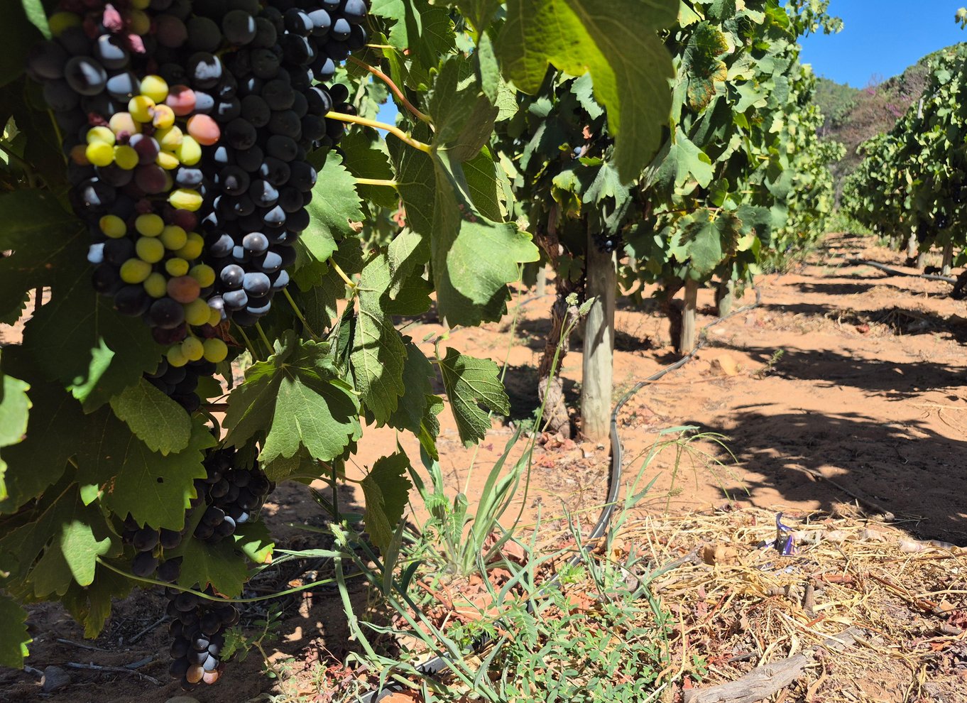 Vineyard Tour: Vin- og ostesmagning og vandretur i Franschhoek