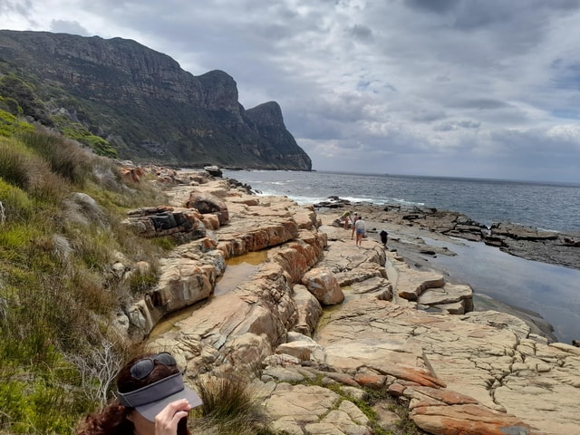 Penguins at Boulders and Cape Point experience