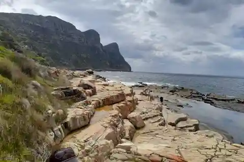 Pinguine bei Boulders und Cape Point erleben