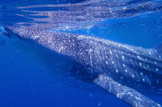 Multi-day Tours and Trips from Cebu